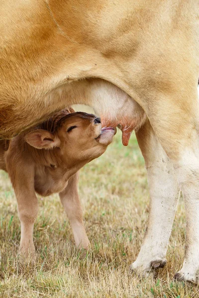 Vitello che beve dalla mammella — Foto Stock