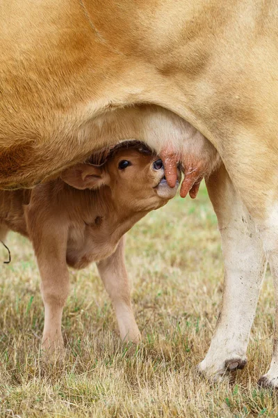 Calf drinking from the udder — Stock Photo, Image