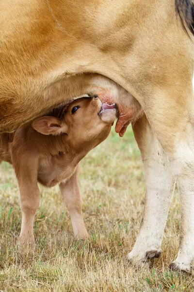 Calf drinking from the udder — Stock Photo, Image