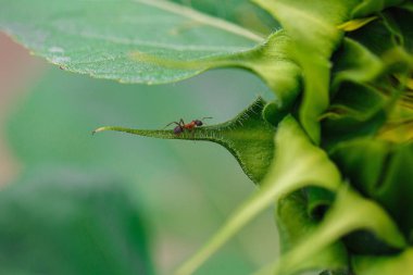 Değil bloomed ayçiçeği