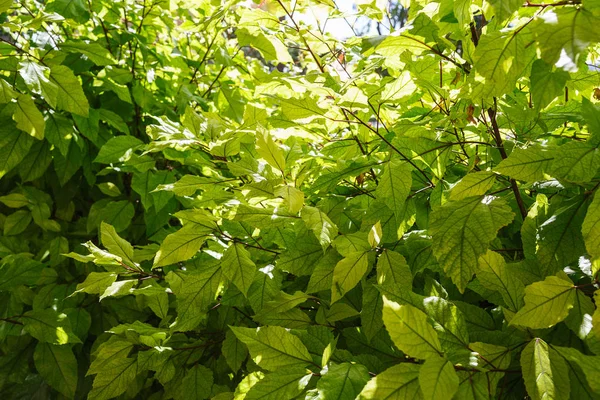 Tekstur latar belakang daun hijau segar — Stok Foto