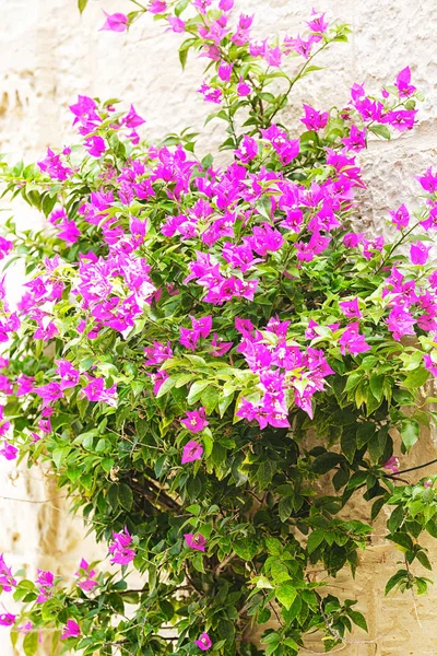 Bougainvilliers violets colorés — Photo