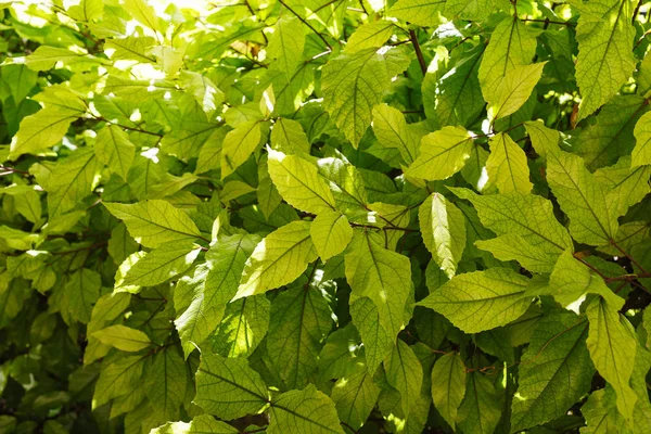 Тло текстури свіжого зеленого листя — стокове фото