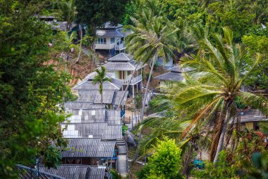 Çatı bungalovlar palm ormanda