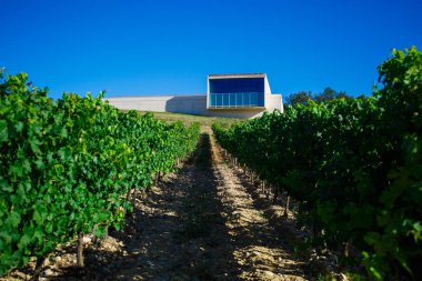 Satır alanında bulunan İspanya Vines