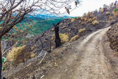 Dağlarda yanmış ormanı