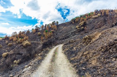 Dağlarda yanmış ormanı