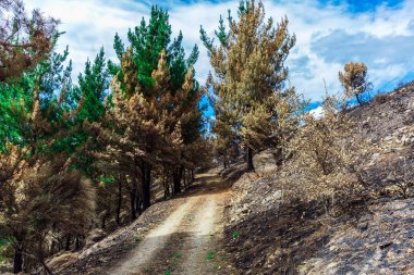 Dağlarda yanmış ormanı