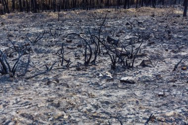 Dağlarda yanmış ormanı