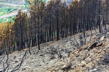 Dağlarda yanmış ormanı