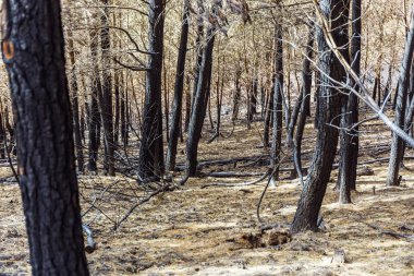 Dağlarda yanmış ormanı