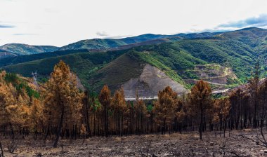 Dağlarda yanmış ormanı