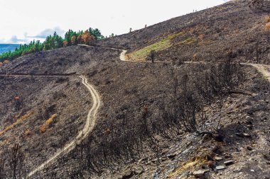 Dağlarda yanmış ormanı