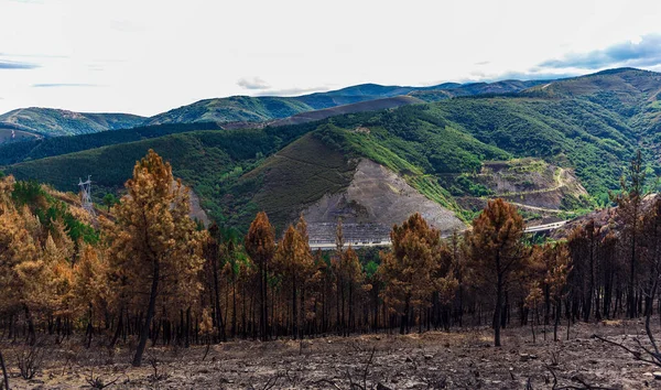 Dağlarda yanmış ormanı