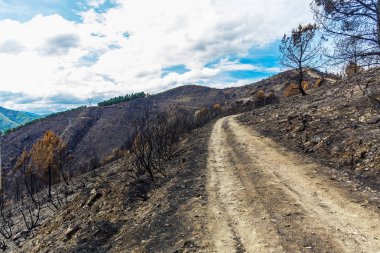 Dağlarda yanmış ormanı