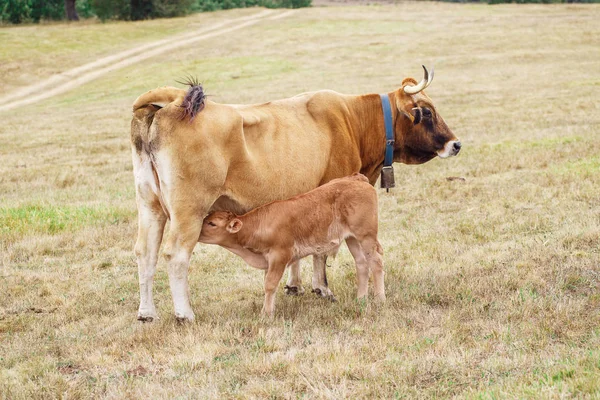 Ternero bebiendo de la ubre — Foto de Stock