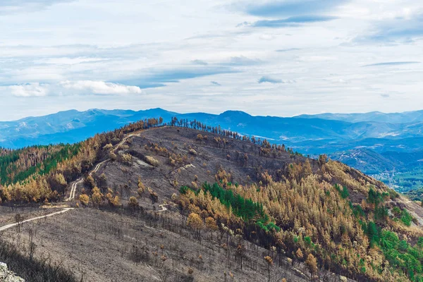 Floresta queimada nas montanhas — Fotografia de Stock