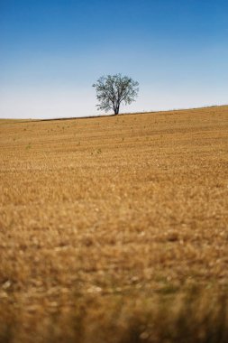 bir alanı ağacında