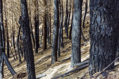 Dağlarda yanmış ormanı