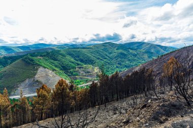Dağlarda yanmış ormanı