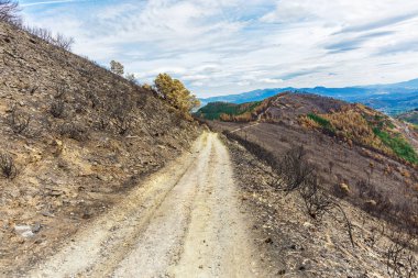 Dağlarda yanmış ormanı