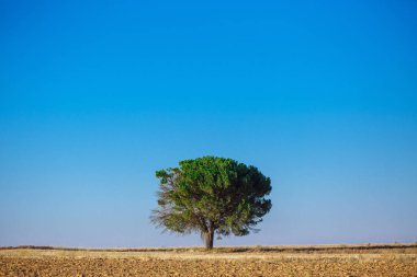 bir alanı ağacında