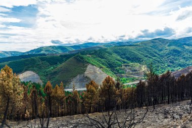 Dağlarda yanmış ormanı