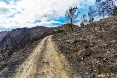 Dağlarda yanmış ormanı