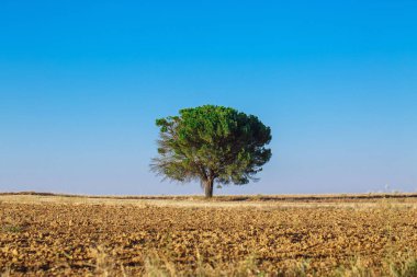bir alanı ağacında