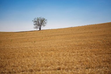 bir alanı ağacında