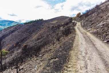 Dağlarda yanmış ormanı