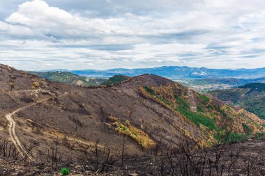 Dağlarda yanmış ormanı