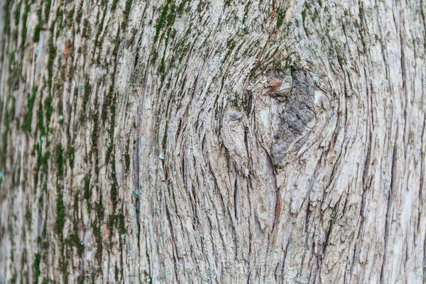 Casca de árvore — Fotografia de Stock