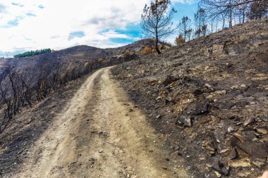 Dağlarda yanmış ormanı