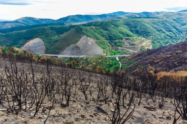 Dağlarda yanmış ormanı