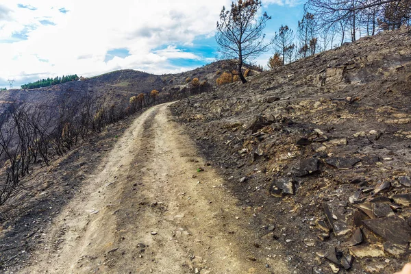 Dağlarda yanmış ormanı