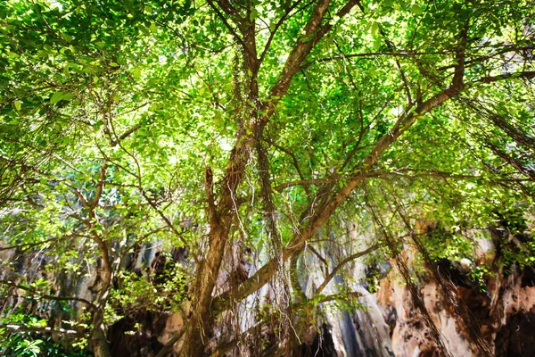 Vackra träd med gröna blad — Stockfoto