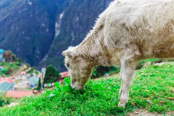 白色山小牛 — 图库照片