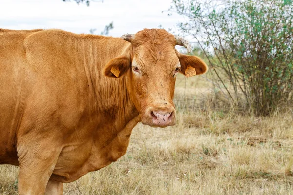 Vache sur un champ — Photo