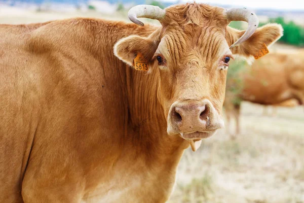 La vaca en un campo — Stok fotoğraf