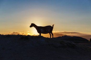 Dağ keçisi gündoğumu