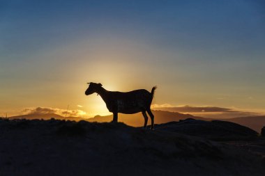 Dağ keçisi gündoğumu