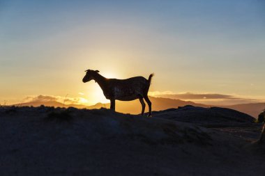 Dağ keçisi gündoğumu