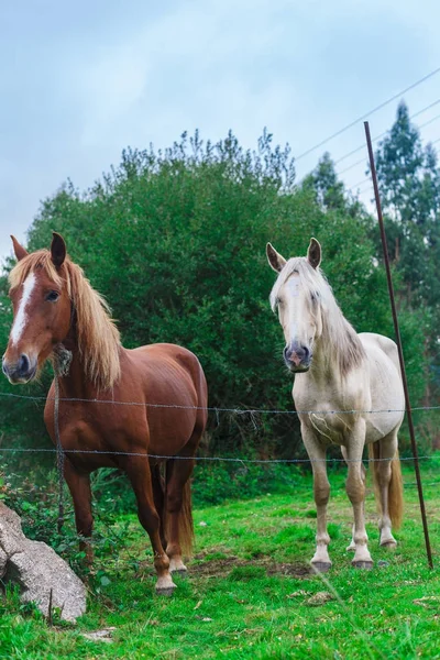 Dos hermosos caballos —  Fotos de Stock