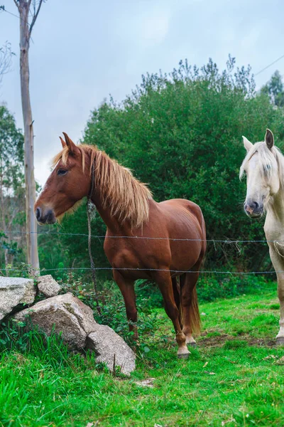 Zwei schöne Pferde — Stockfoto