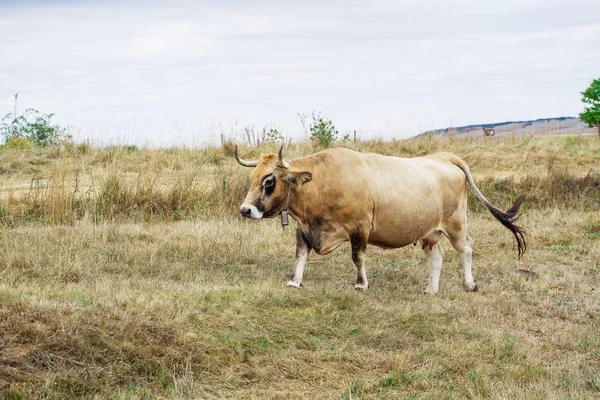 Vaca em um campo — Fotografia de Stock