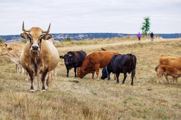 Корова на полі — стокове фото