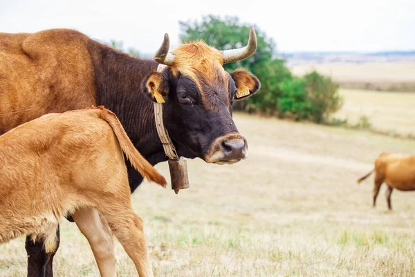 Vache sur un champ — Photo