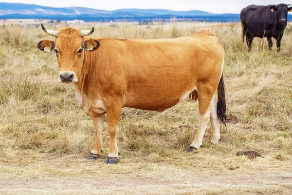 La vaca en un campo — Stok fotoğraf