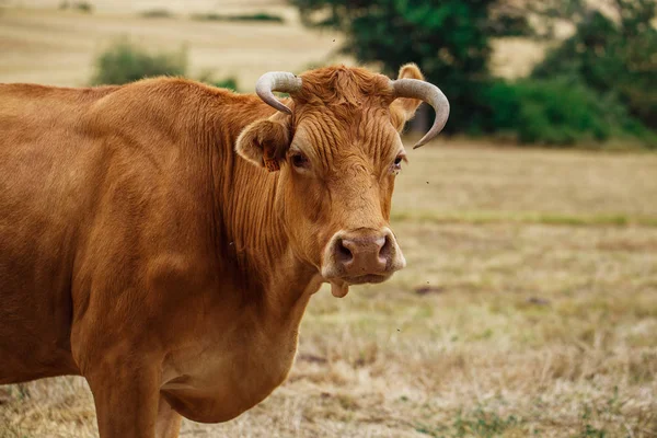 Koe op een veld — Stockfoto